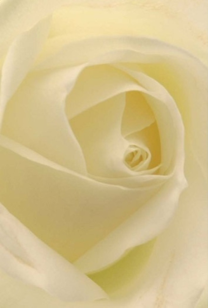 Viewed close-up through the eyes of a Beckenham florist, this classic white rose is a masterclass in subtlety and sophistication. Each petal stretches outward in a perfect series of concentric spirals, their creamy white hue washing gently into the suggestion of pale gold near the centre-echoes of the morning light dancing through the trees in Cator Park. The bloom's matte, cool surface is balanced by a soft inner glow, as though every petal has quietly absorbed the hush of a peaceful Beckenham morning. The composition is tranquil, focusing on the interplay of texture and shadow: outer petals almost sheer, folding inwards around a rose core so flawless it seems to symbolise both forgiveness and new beginnings. Such artfully arranged blooms make for elegant centrepieces at weddings, gentle gestures of apology, or understated tokens of admiration, their quiet fragrance like a clean breeze after rain on local streets. The bouquet's sophistication is accentuated by its subtle gradients in colour and shade, which are expertly balanced to heighten natural beauty without overwhelming-an effect that mirrors the charm and calmness unique to this cherished London suburb.